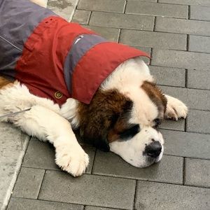 Meet your Posher, Louise